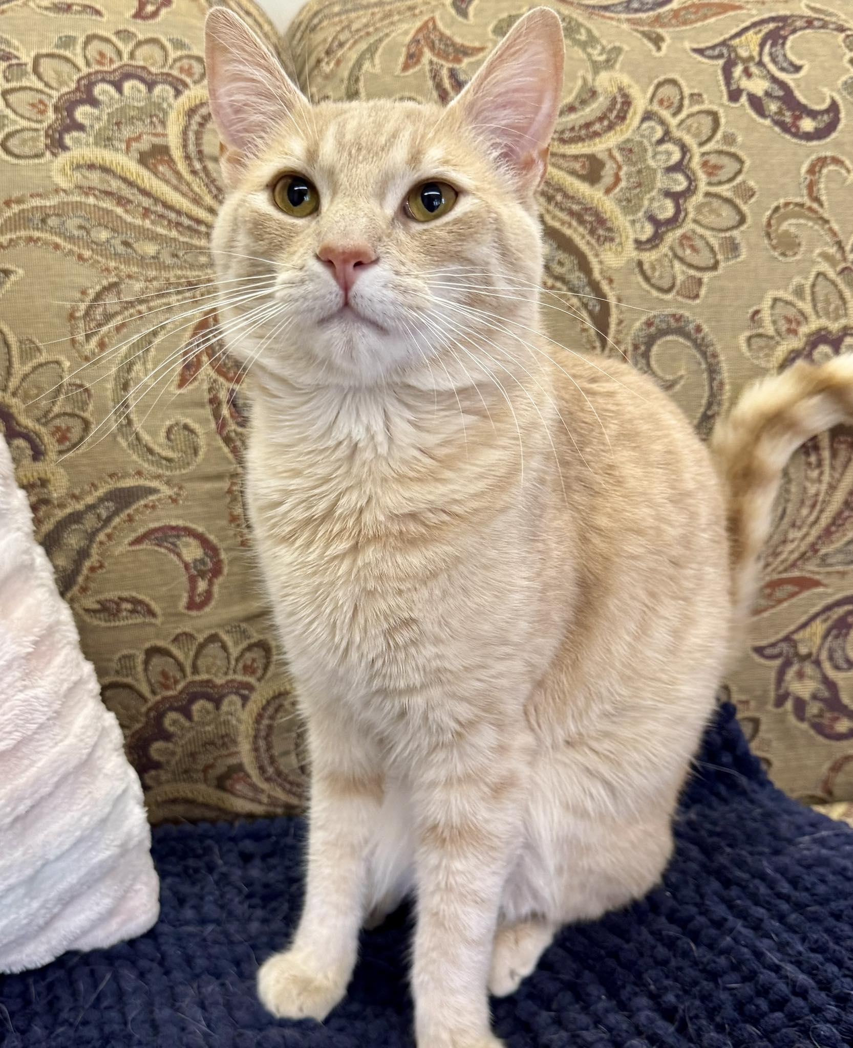 Enlarge Tiger, an adopted Domestic Short Hair in Webster, NY image 1/1