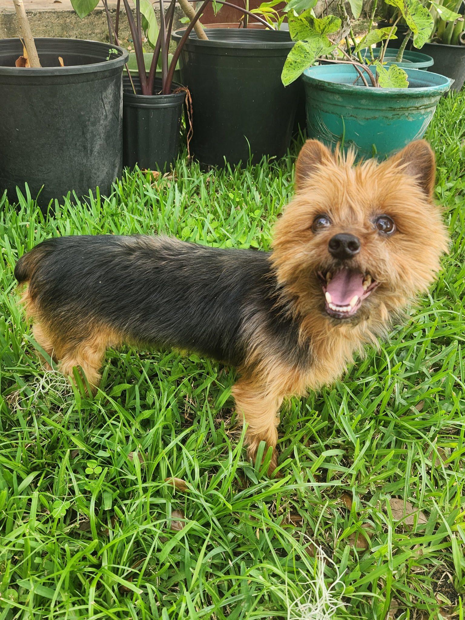 Xica/Chica, a Adoptable Yorkshire Terrier in Cape Coral, FL image 1/4