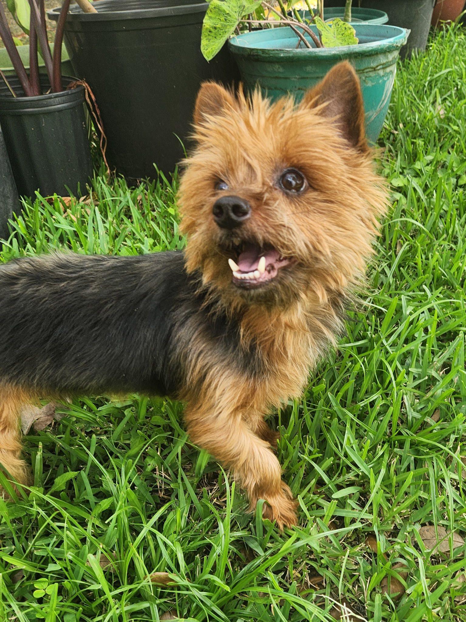 Xica/Chica, a Adoptable Yorkshire Terrier in Cape Coral, FL image 2/4