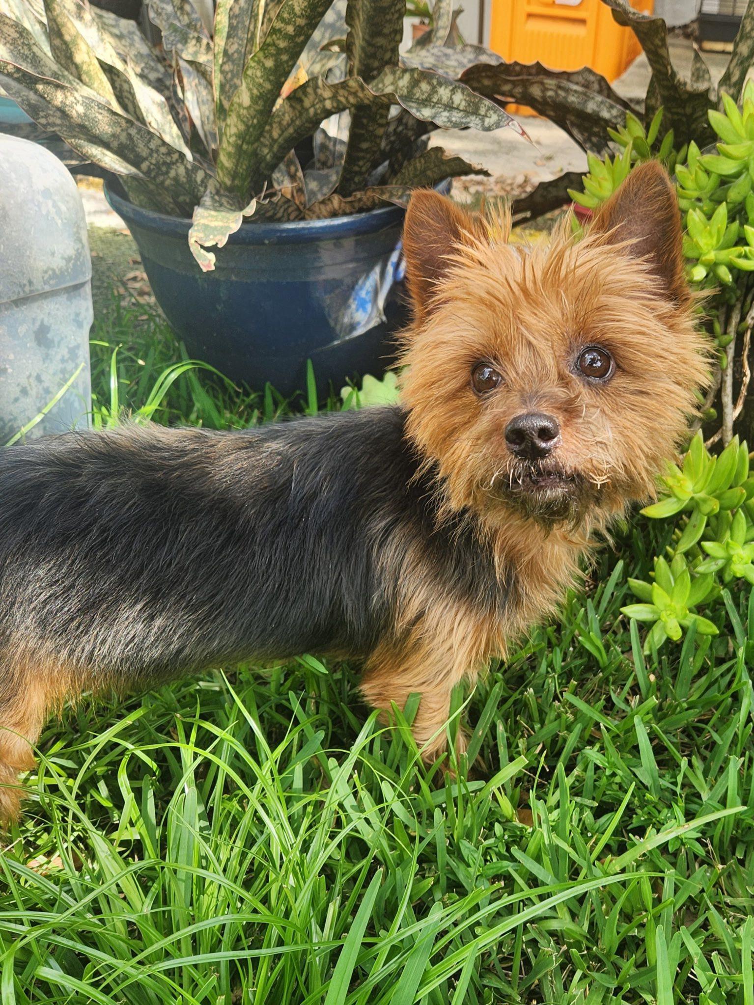 Xica/Chica, a Adoptable Yorkshire Terrier in Cape Coral, FL image 3/4