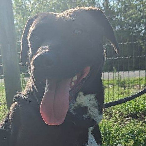 Enlarge Sunny, a Adoptable mixed breed in Greenfield, TN image 5/6