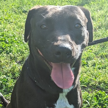 Enlarge Sunny, a Adoptable mixed breed in Greenfield, TN image 1/6