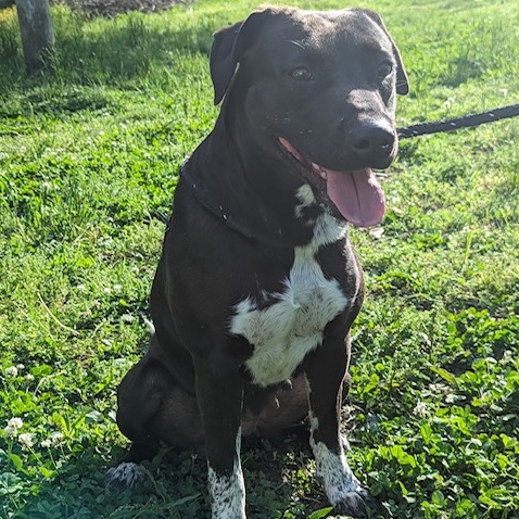 Enlarge Sunny, a Adoptable mixed breed in Greenfield, TN image 4/6