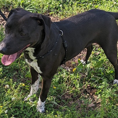 Enlarge Sunny, a Adoptable mixed breed in Greenfield, TN image 3/6