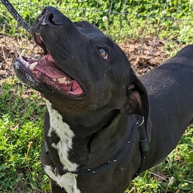 Enlarge Sunny, a Adoptable mixed breed in Greenfield, TN image 2/6