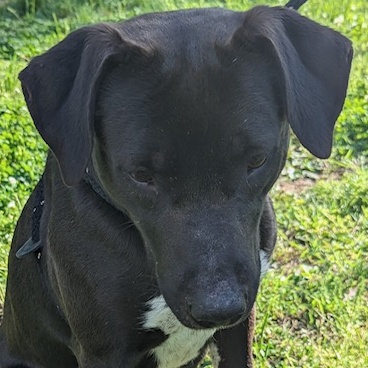 Enlarge Sunny, a Adoptable mixed breed in Greenfield, TN image 6/6