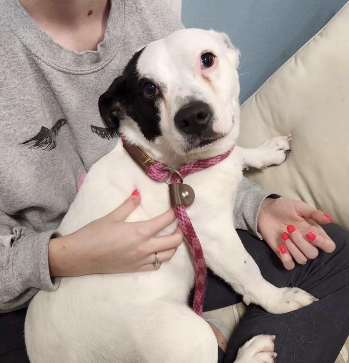 Enlarge Shortcake, a ADOPTABLE mixed breed in Pembroke, MA image 3/3