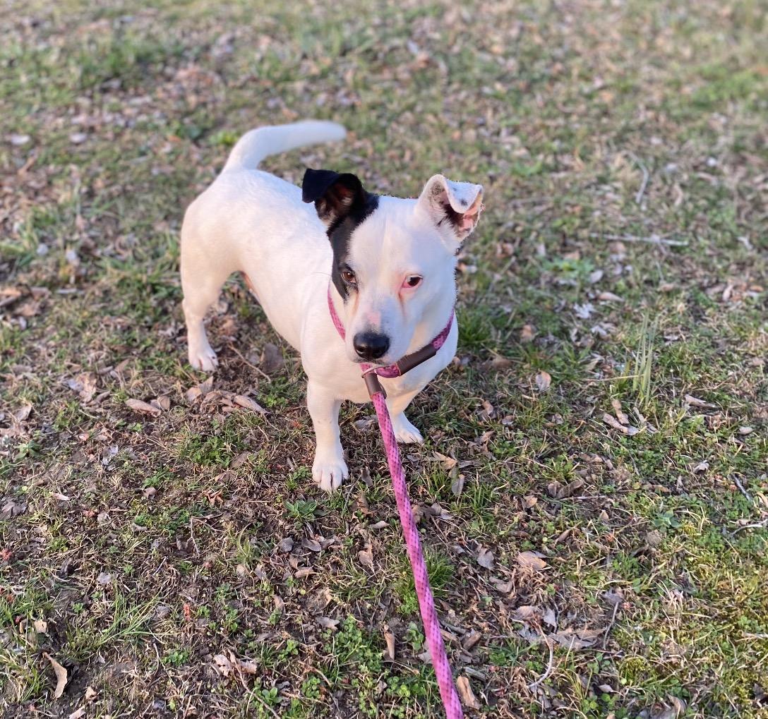 Enlarge Shortcake, a ADOPTABLE mixed breed in Pembroke, MA image 2/3