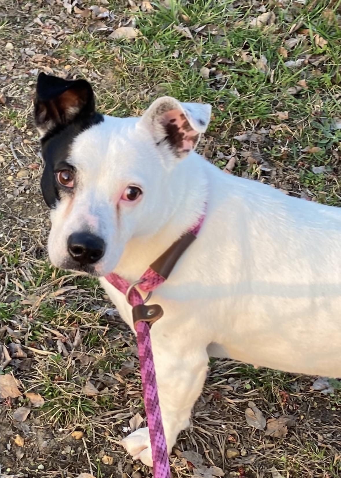 Enlarge Shortcake, a ADOPTABLE mixed breed in Pembroke, MA image 1/3