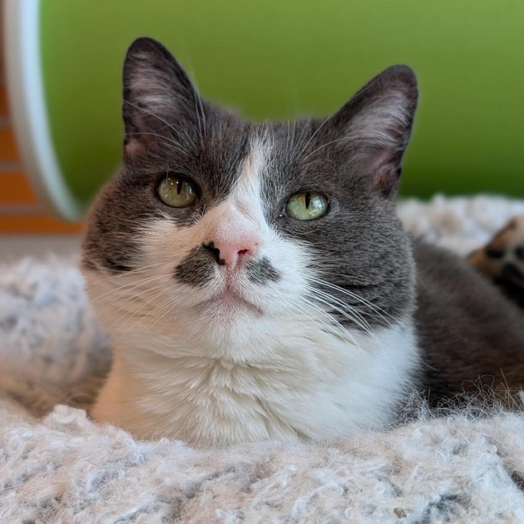 Belize, Adoptable, Senior Female Domestic Short Hair.