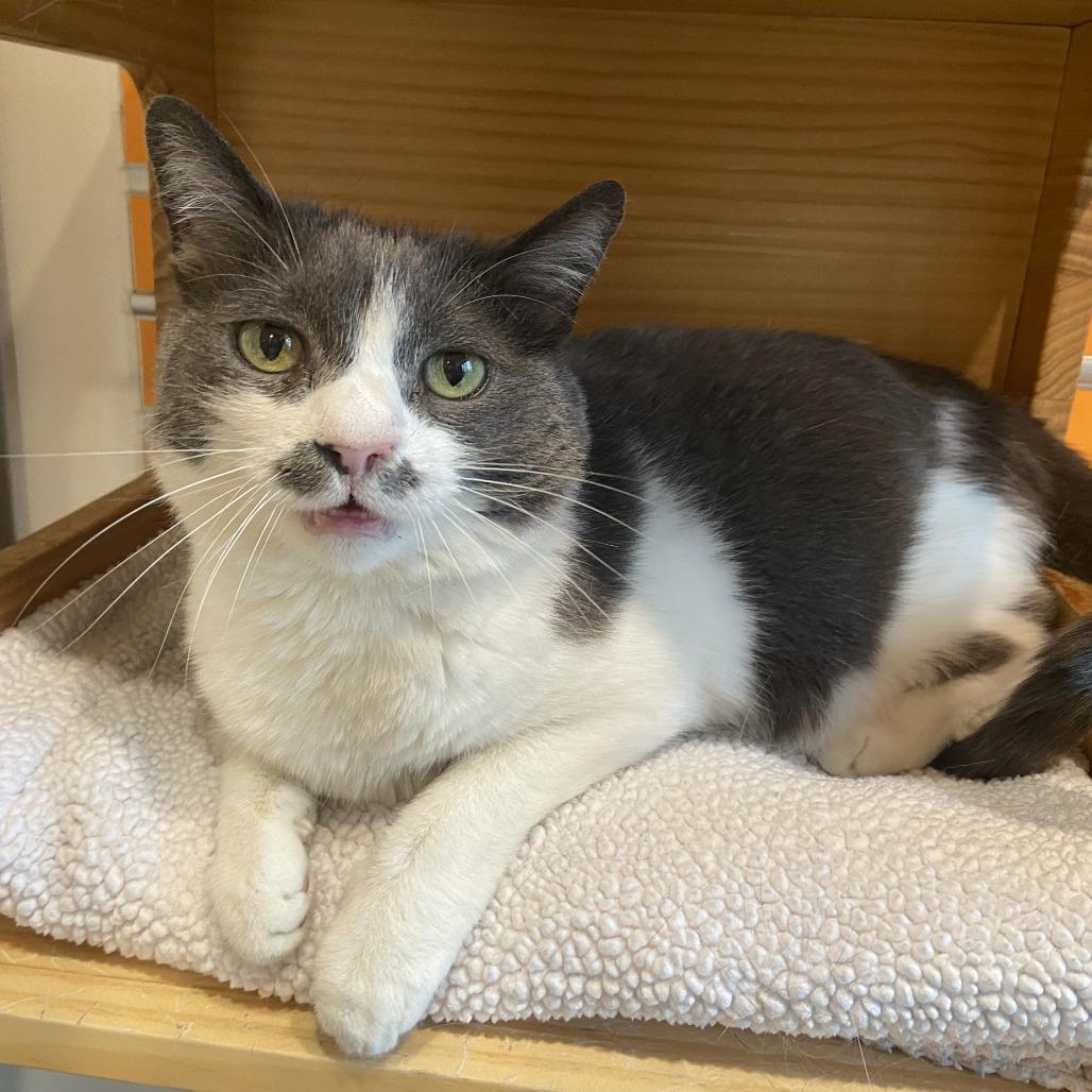 Enlarge Belize, a Adoptable Domestic Short Hair in Washington Township, OH image 2/6