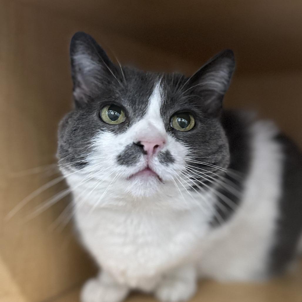Enlarge Belize, a Adoptable Domestic Short Hair in Washington Township, OH image 3/6