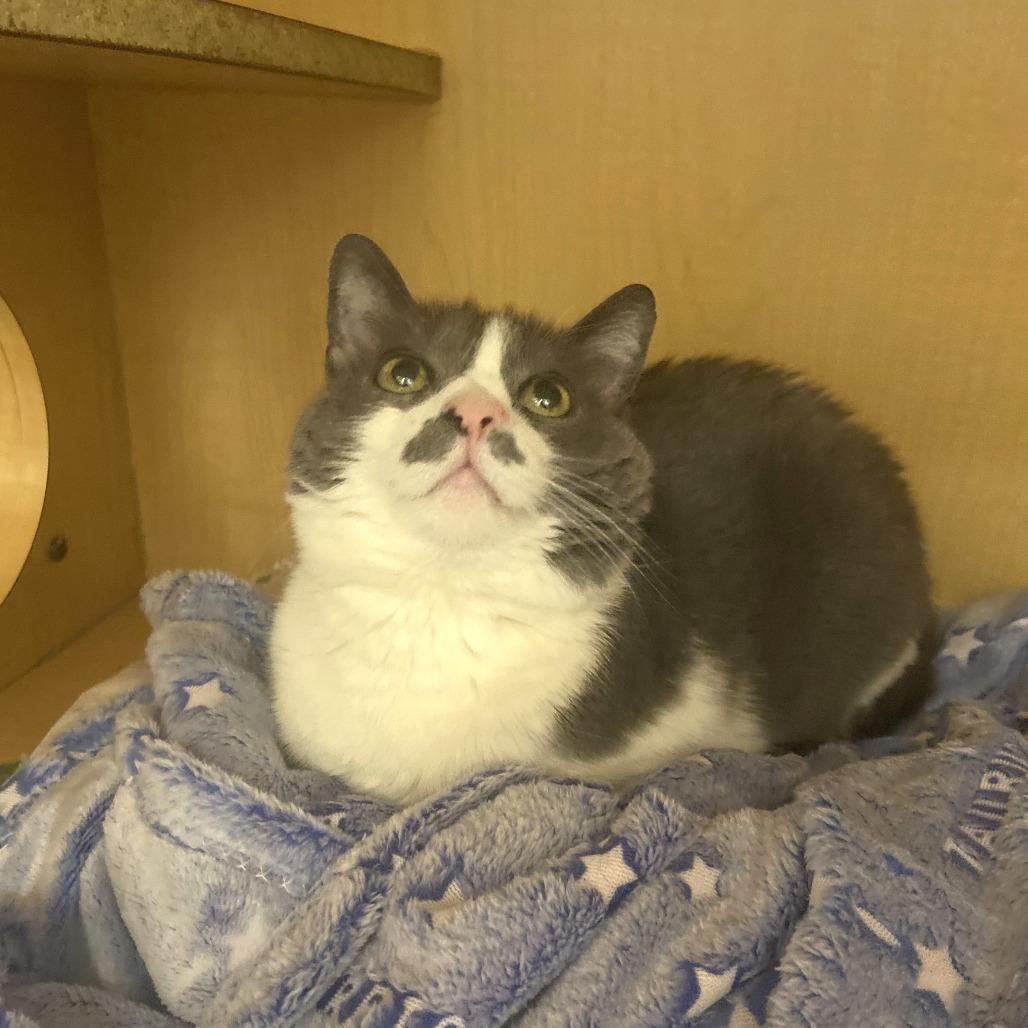 Enlarge Belize, a Adoptable Domestic Short Hair in Washington Township, OH image 4/6