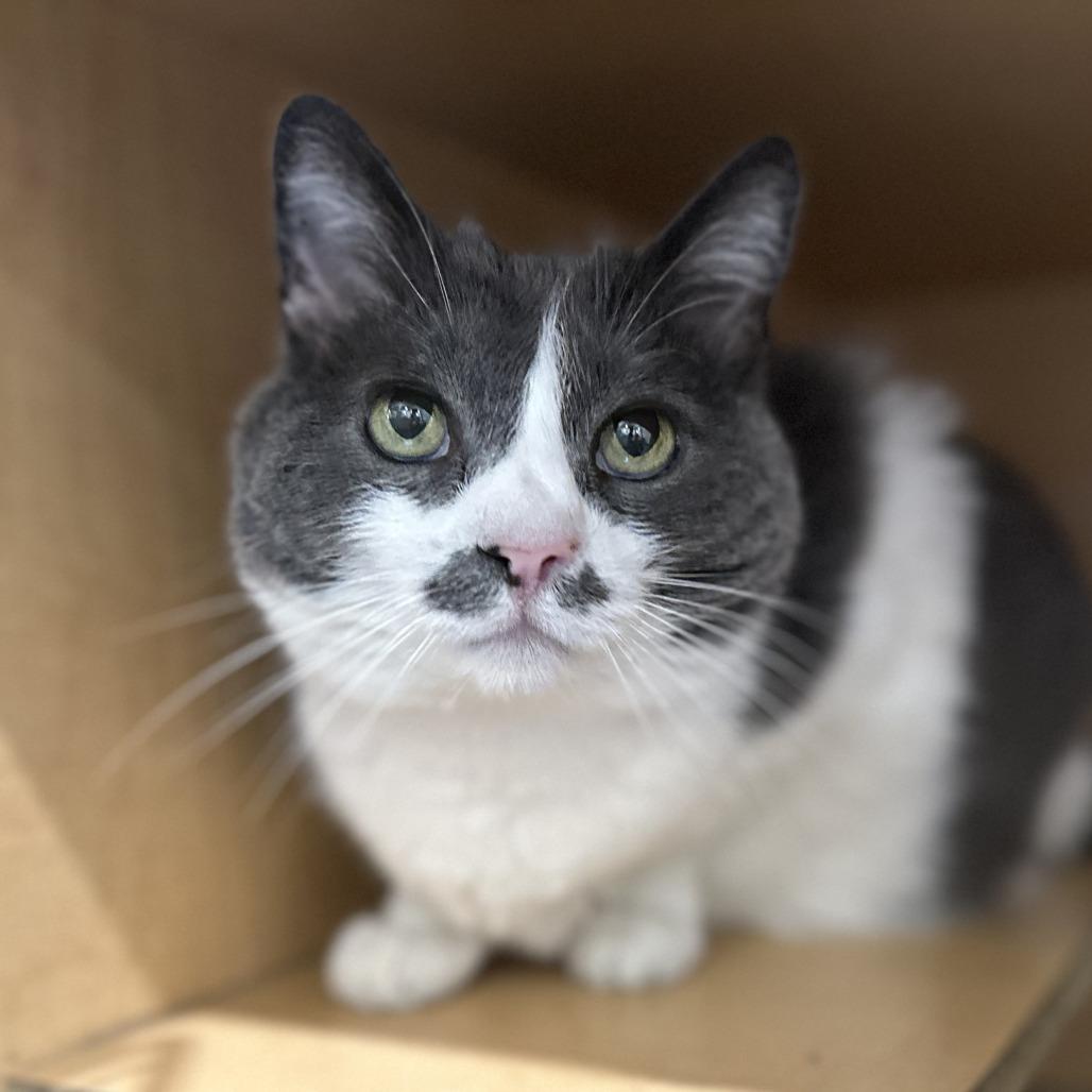 Enlarge Belize, a Adoptable Domestic Short Hair in Washington Township, OH image 5/6