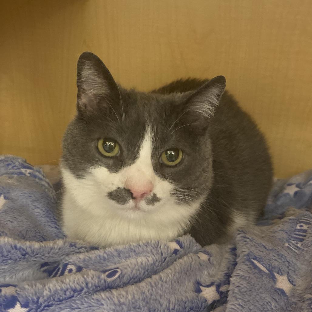 Enlarge Belize, a Adoptable Domestic Short Hair in Washington Township, OH image 6/6