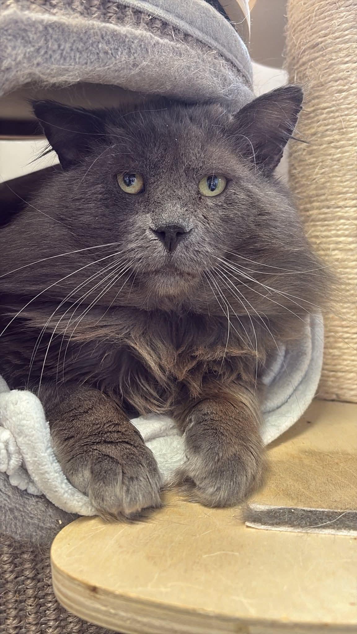 Enlarge Picatsso, a Adopted Domestic Long Hair in Montreal, QC image 1/2