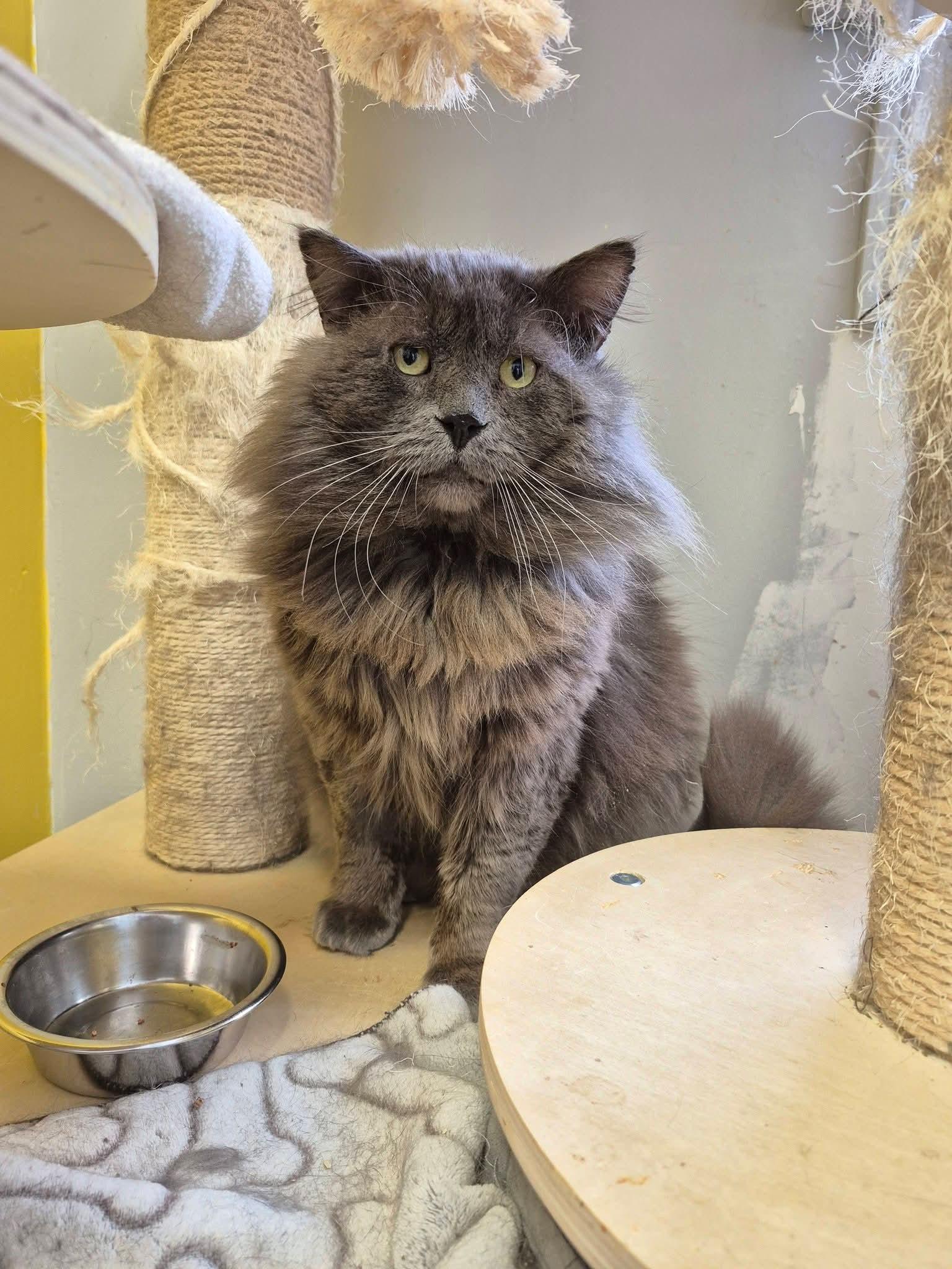 Enlarge Picatsso, a Adopted Domestic Long Hair in Montreal, QC image 2/2