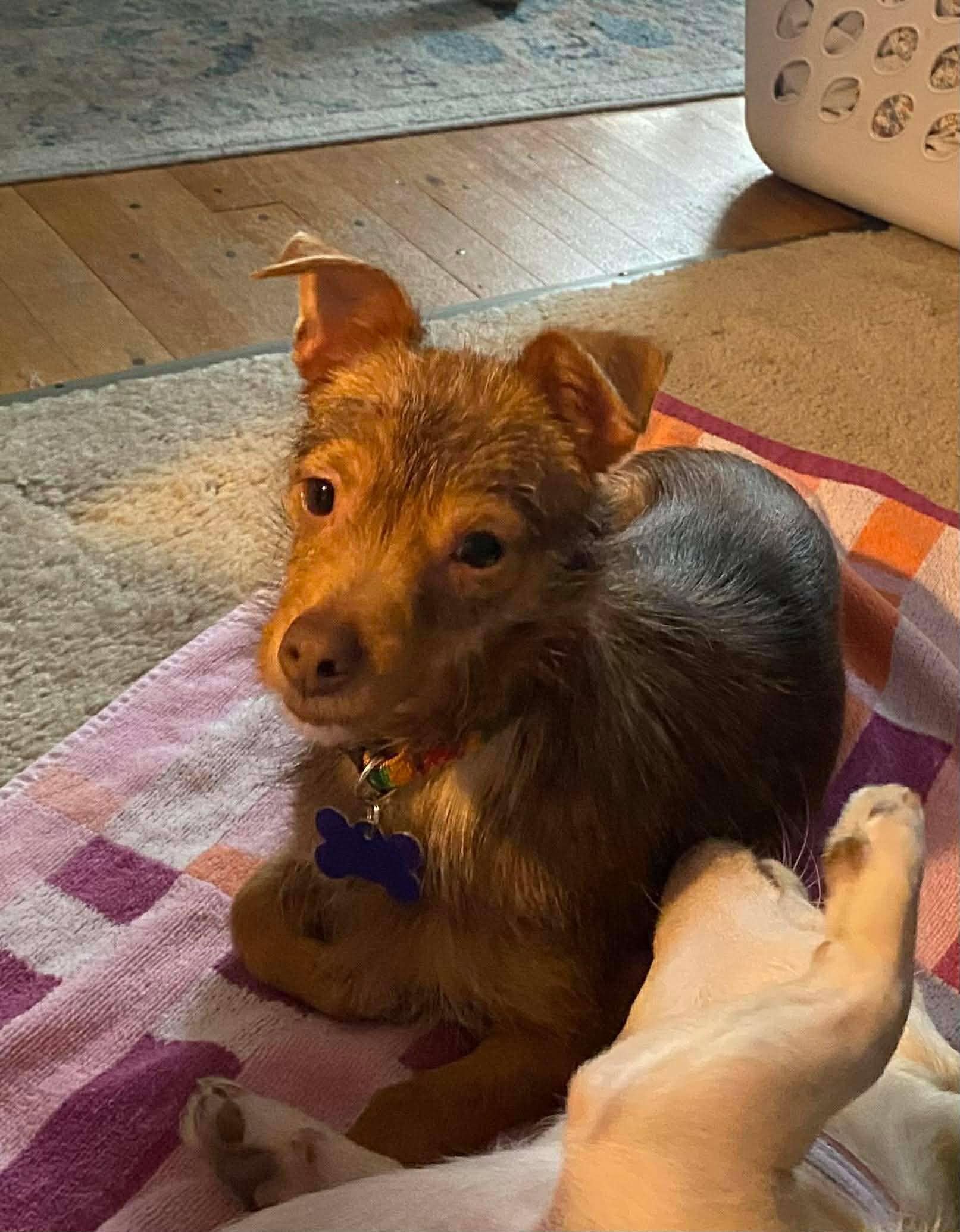 Enlarge Poppy, a Adoptable mixed breed in Roseburg, OR image 4/6