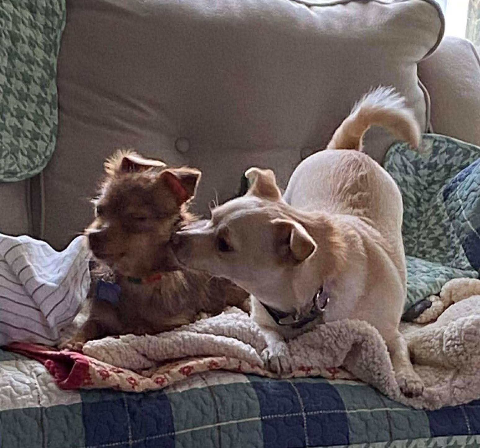 Enlarge Poppy, a Adoptable mixed breed in Roseburg, OR image 6/6