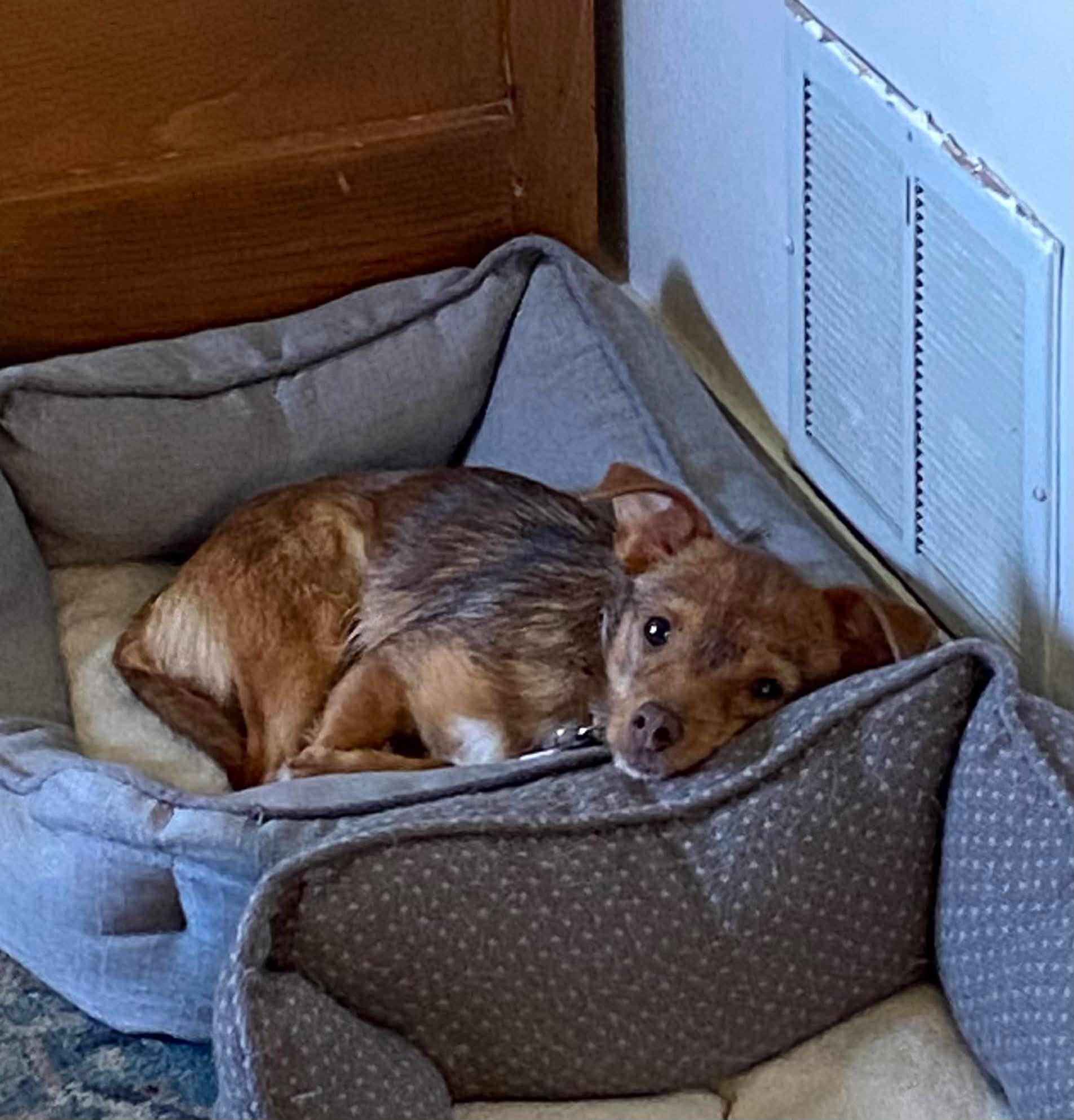 Enlarge Poppy, an adopted mixed breed in Roseburg, OR image 1/6