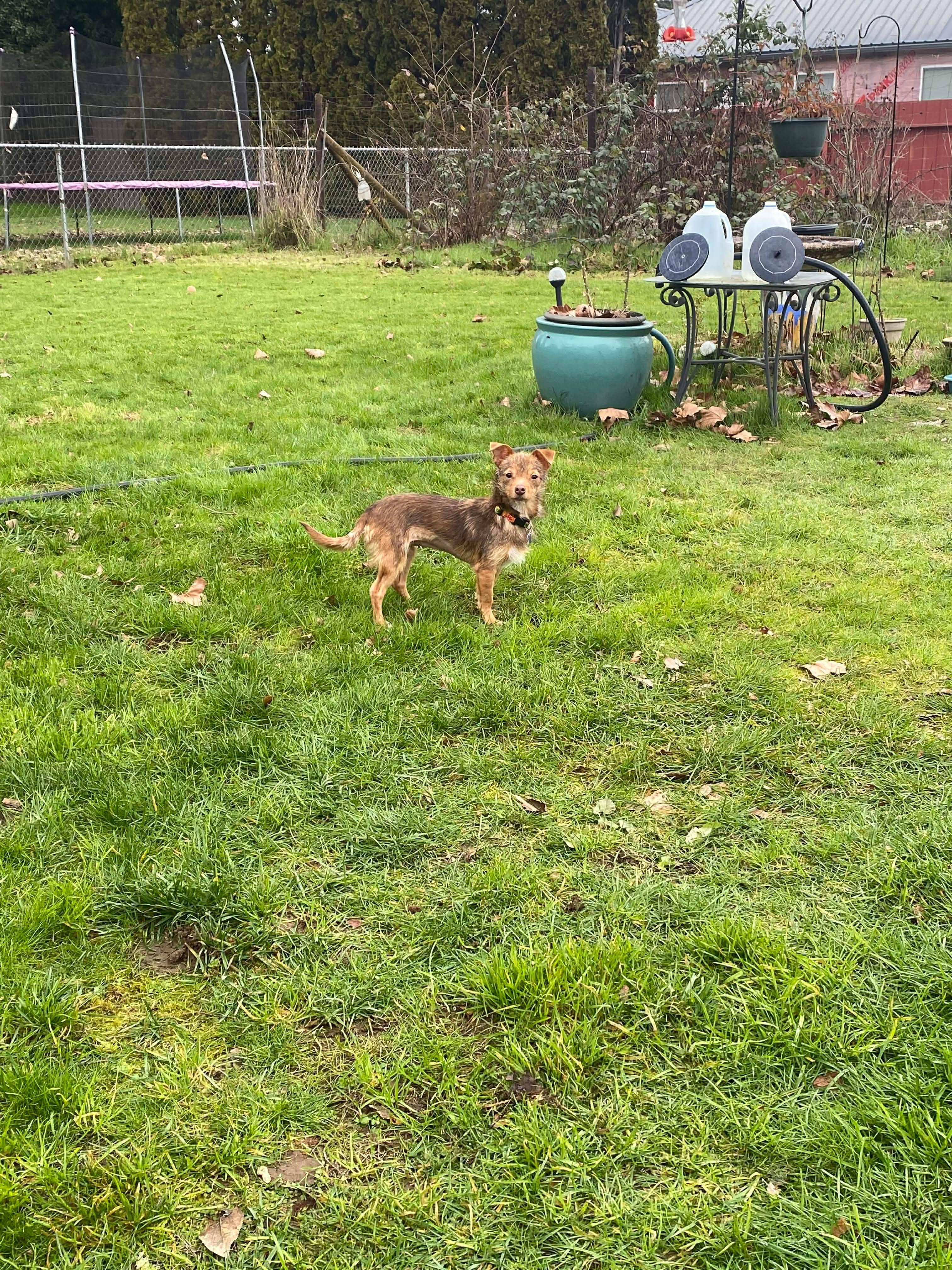 Enlarge Poppy, a Adoptable mixed breed in Roseburg, OR image 2/6