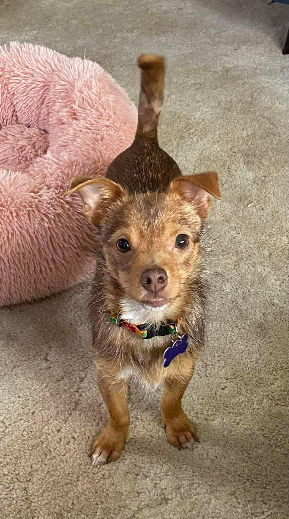 Enlarge Poppy, a Adoptable mixed breed in Roseburg, OR image 5/6
