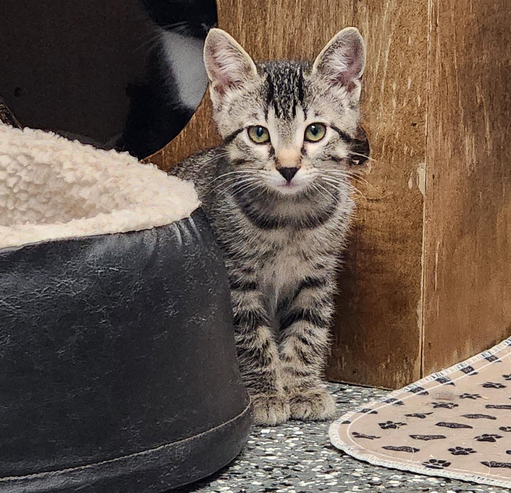 Rocket, ADOPTABLE, Kitten Male Tabby.