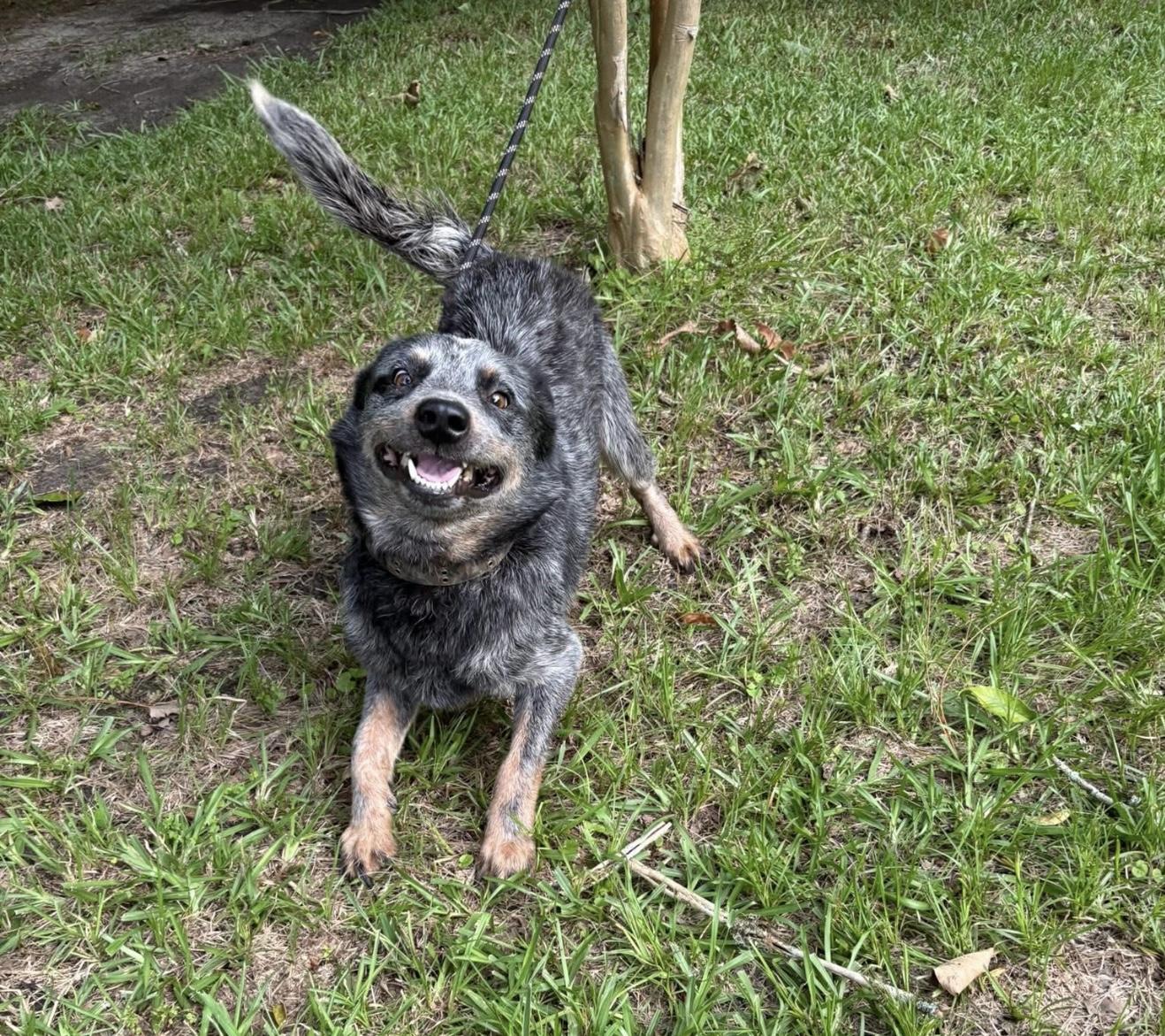 Enlarge Bluey, a Adopted Australian Cattle Dog / Blue Heeler in Leesburg, GA image 2/3