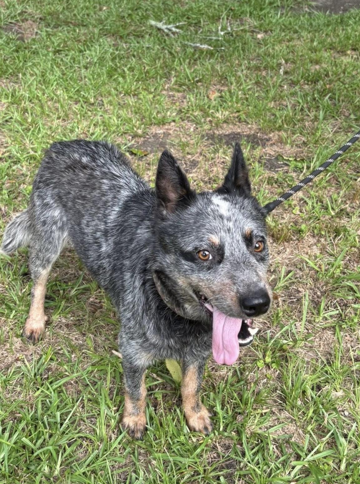 Enlarge Bluey, a Adopted Australian Cattle Dog / Blue Heeler in Leesburg, GA image 3/3