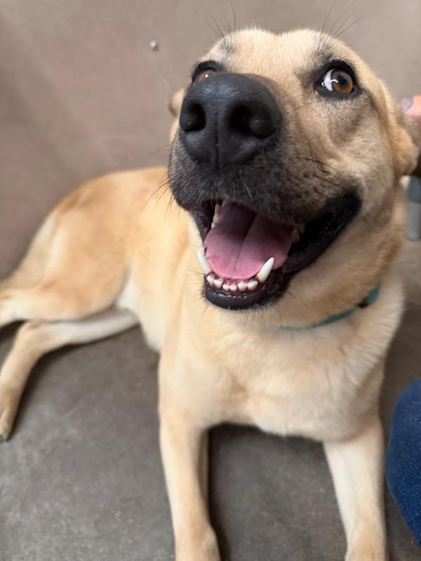 Eggo, Adoptable, Young Male German Shepherd Dog & Labrador Retriever.
