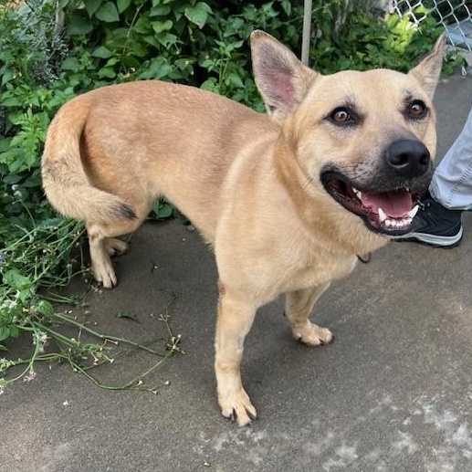 Eggo, an adoptable German Shepherd Dog, Labrador Retriever in Phoenix, OR, 97535 | Photo Image 2