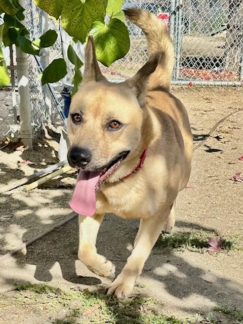 Eggo, an adoptable German Shepherd Dog, Labrador Retriever in Phoenix, OR, 97535 | Photo Image 6
