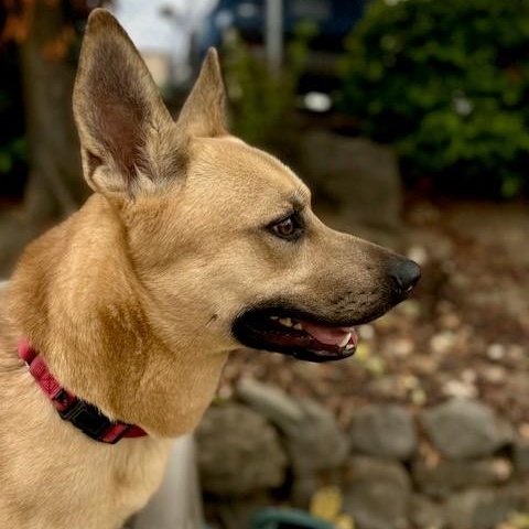 Eggo, a Adoptable mixed breed in Phoenix, OR image 5/6
