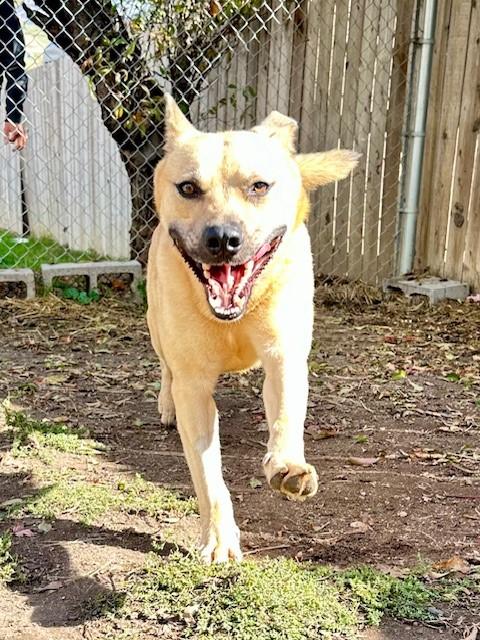 Eggo, a Adoptable mixed breed in Phoenix, OR image 1/6