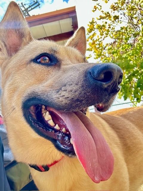 Eggo, an adoptable German Shepherd Dog, Labrador Retriever in Phoenix, OR, 97535 | Photo Image 5