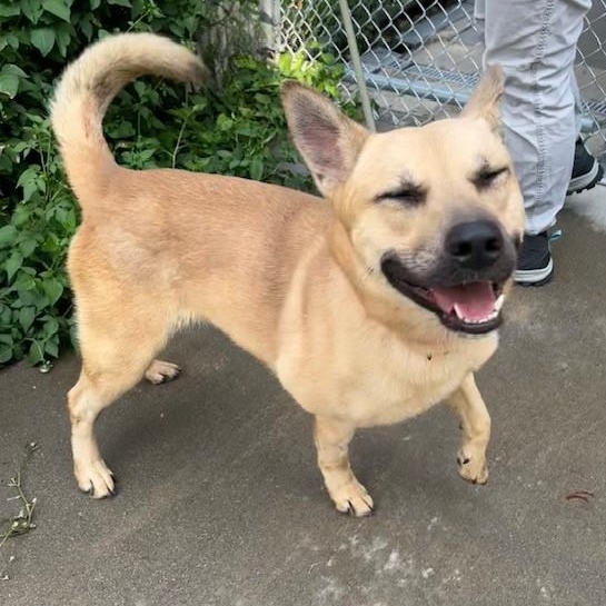 Eggo, an adoptable German Shepherd Dog, Labrador Retriever in Phoenix, OR, 97535 | Photo Image 1
