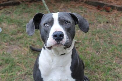 Bentley, Adoptable, Adult Male American Bulldog & Mixed Breed.
