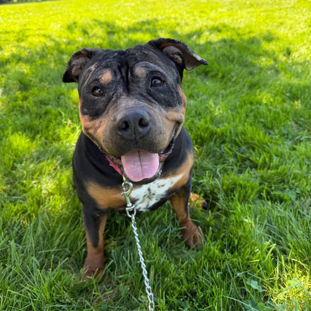 Enlarge Arabella, a Adoptable English Bulldog in Columbia Station, OH image 1/5