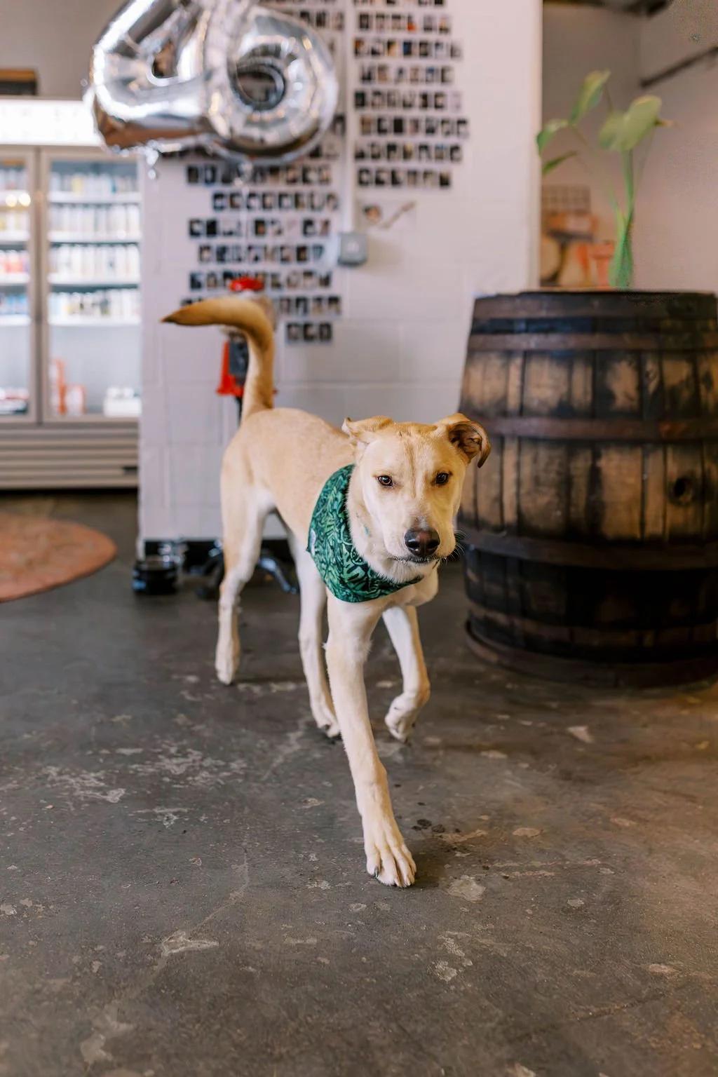 Enlarge RENNIE, a ADOPTABLE Mixed Breed in North York, ON image 4/6