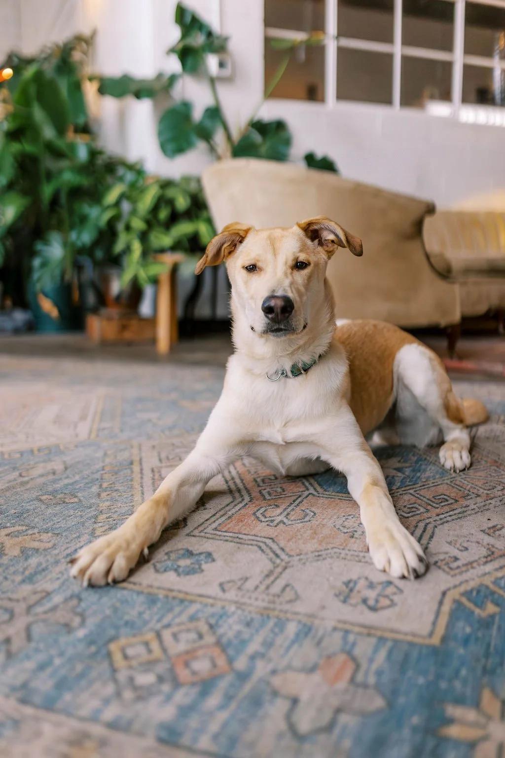 Enlarge RENNIE, a ADOPTABLE Mixed Breed in North York, ON image 5/6