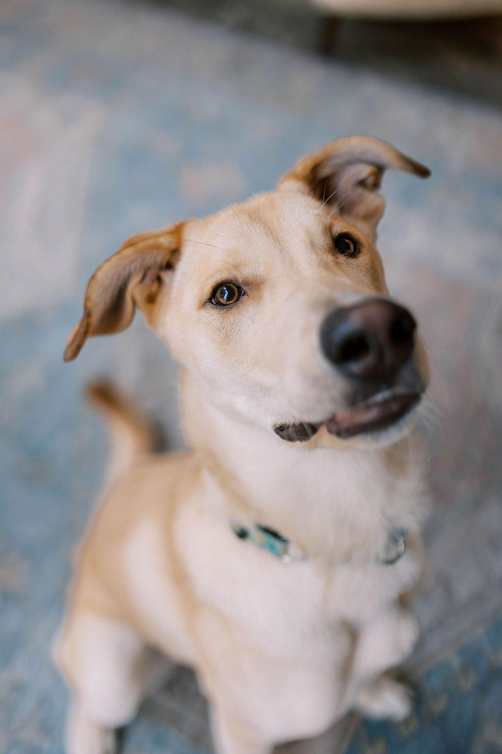 RENNIE, ADOPTABLE, Young Male Mixed Breed.