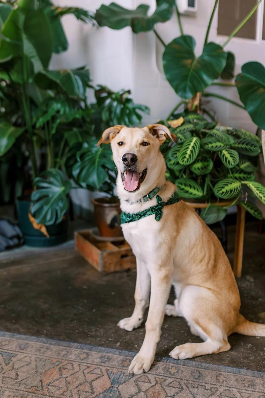 Enlarge RENNIE, a ADOPTABLE Mixed Breed in North York, ON image 2/6