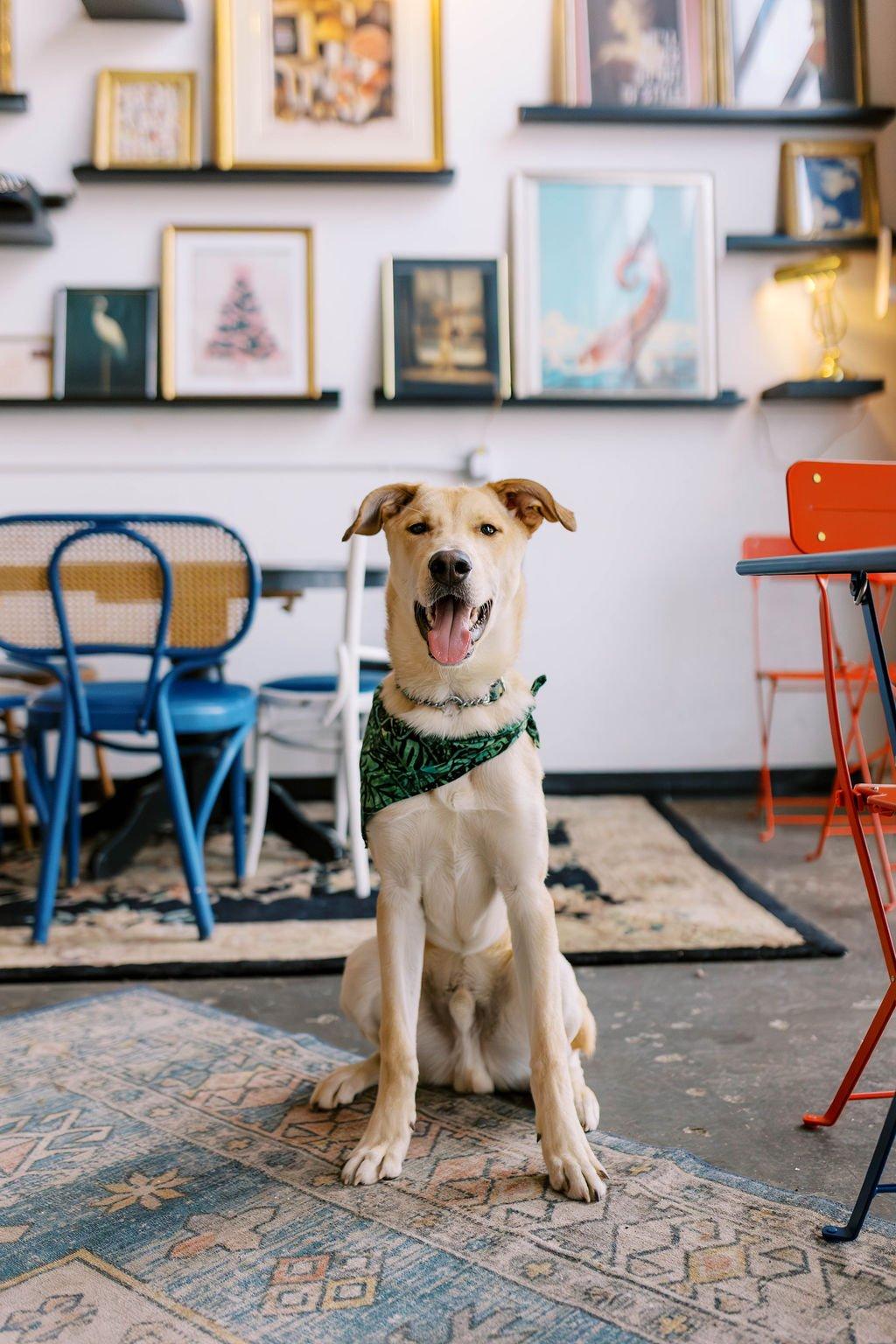 Enlarge RENNIE, a ADOPTABLE Mixed Breed in North York, ON image 3/6