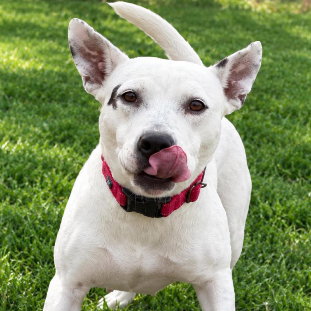 Enlarge Elayne, a Adoptable Mixed Breed in Kennebunk, ME image 1/2