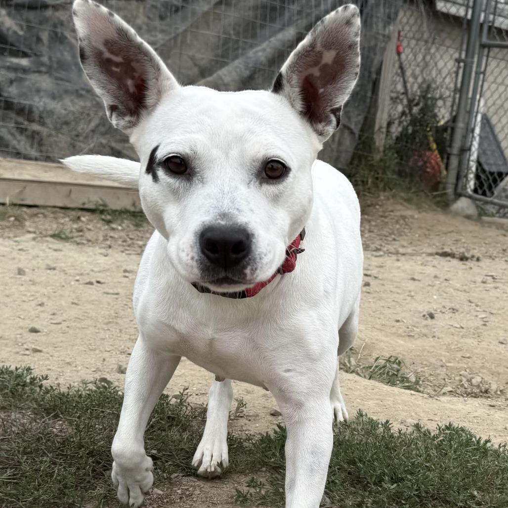 Enlarge Elayne, a Adoptable Mixed Breed in Kennebunk, ME image 2/2