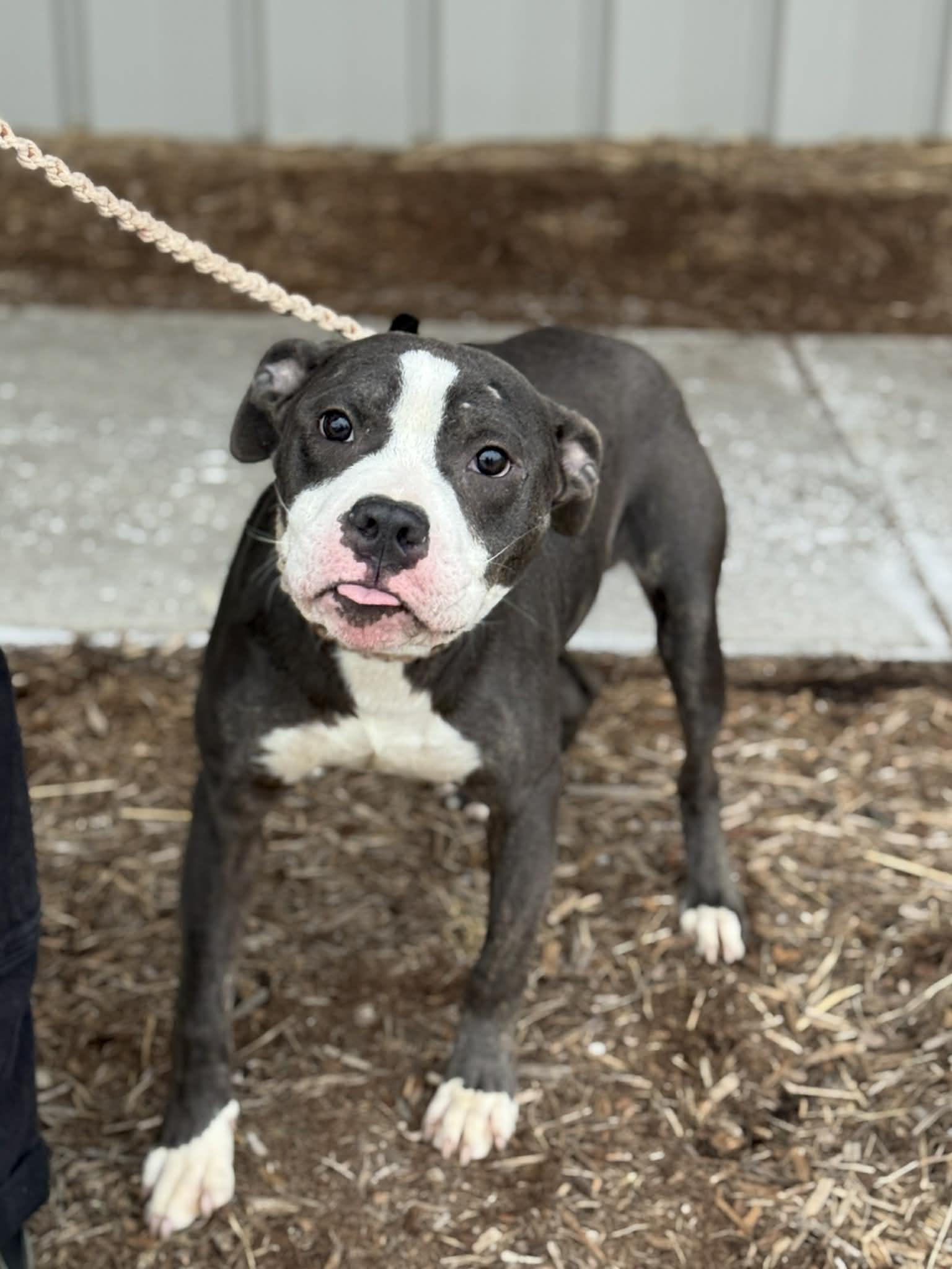 Enlarge Snoopy, an adopted Mixed Breed in Benton Harbor, MI image 5/6