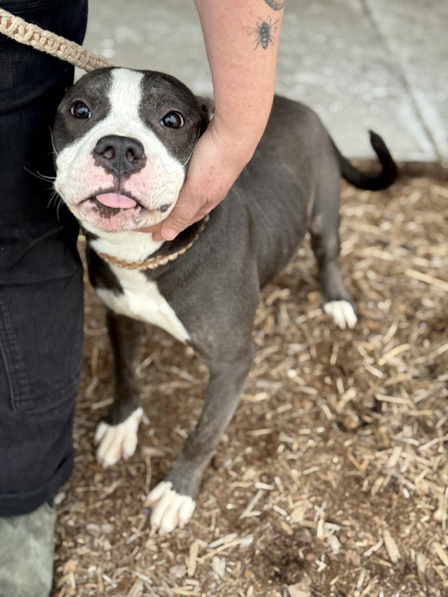 Enlarge Snoopy, an adopted Mixed Breed in Benton Harbor, MI image 4/6