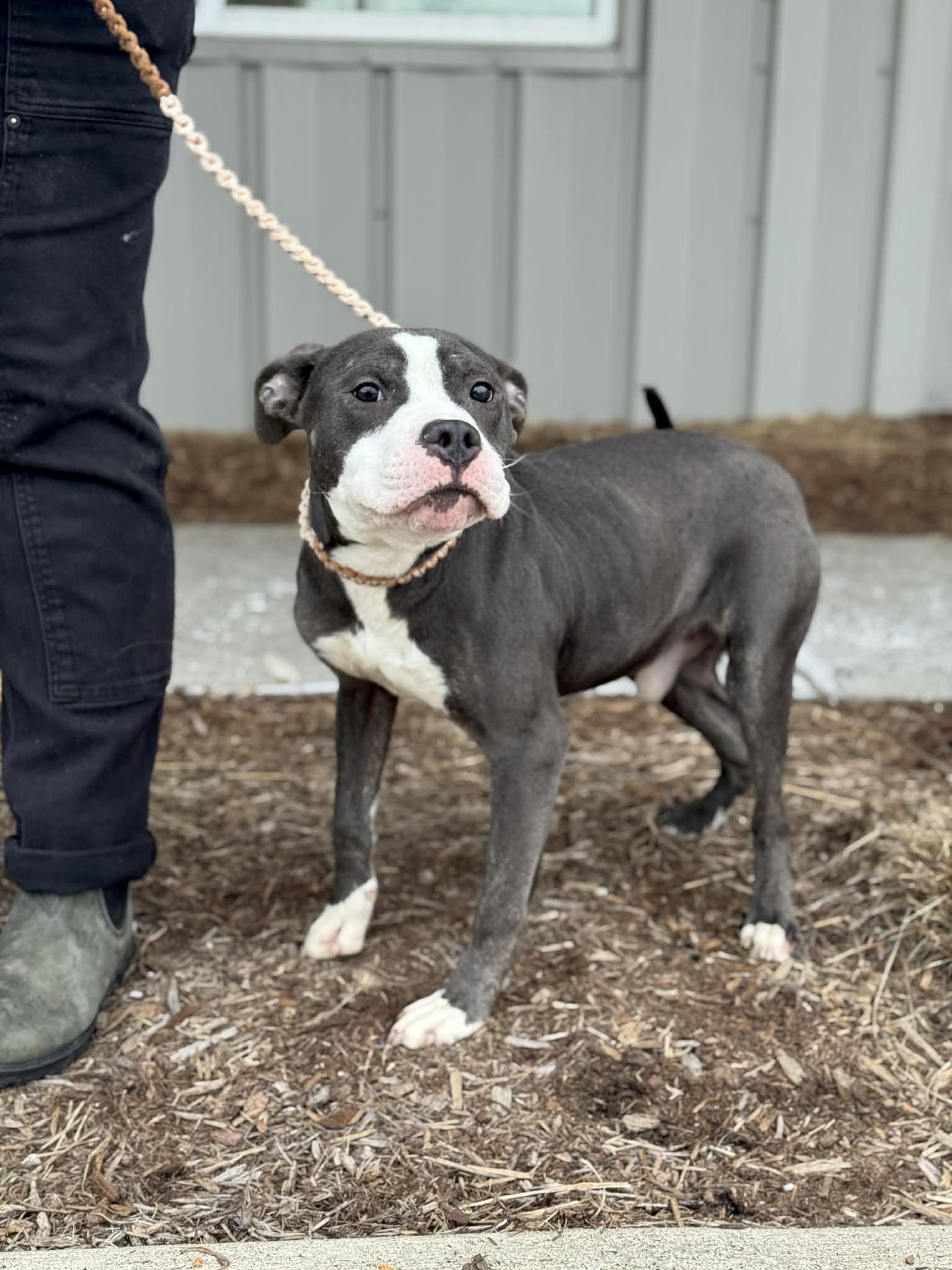 Enlarge Snoopy, an adopted Mixed Breed in Benton Harbor, MI image 6/6