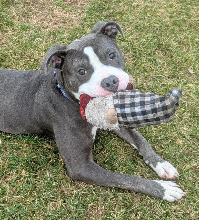 Snoopy, ADOPTABLE, Young Male Mixed Breed.