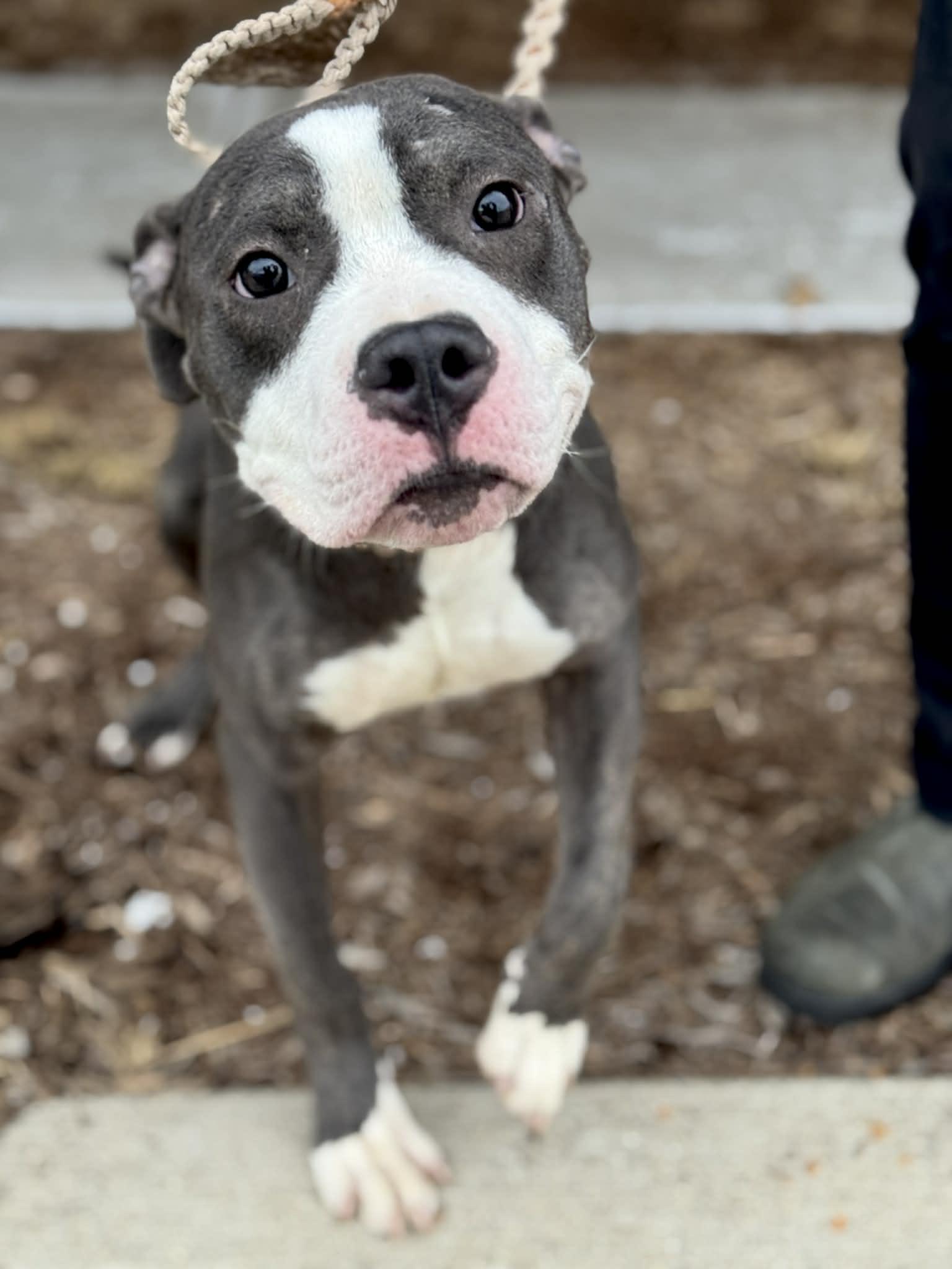 Enlarge Snoopy, an adopted Mixed Breed in Benton Harbor, MI image 2/6